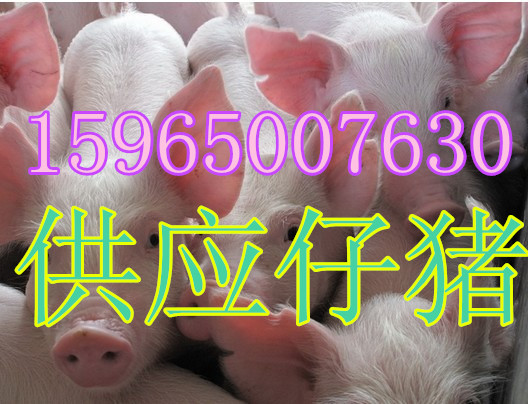 1463297314319339.jpg 5_副本0.jpg