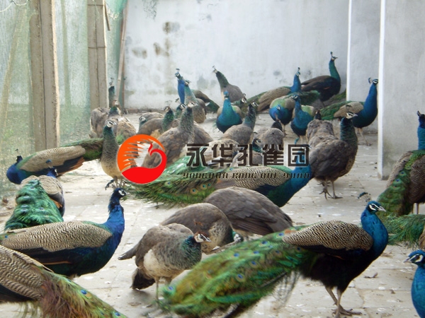 1484534747712471.jpg 藍孔雀2.jpg