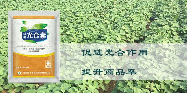 光合素促進光合作用，提升商品率.jpg