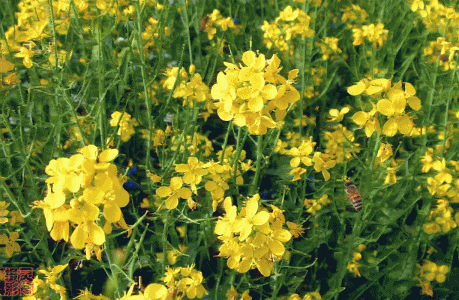 1502781636920776.gif 1062286562124098445.gif