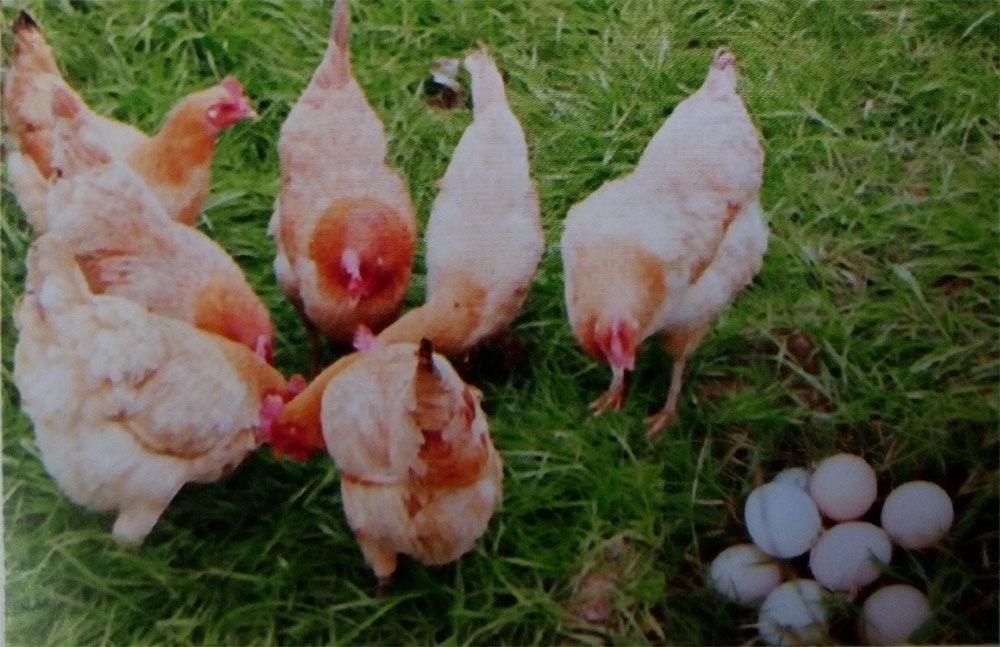 1497001674169549.jpg 35.jpg