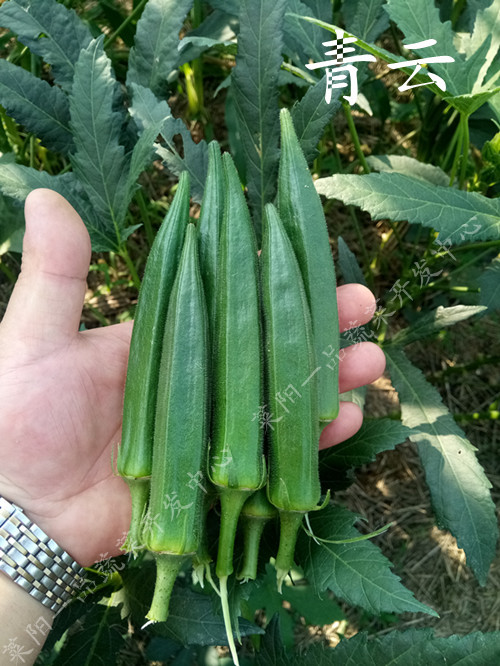 1505606654606804.jpg 20170817071044.jpg