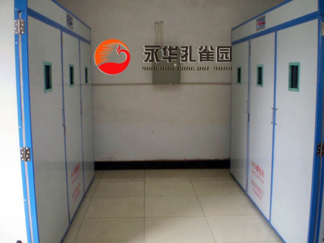 1487643130832667.jpg 孔雀蛋1.jpg