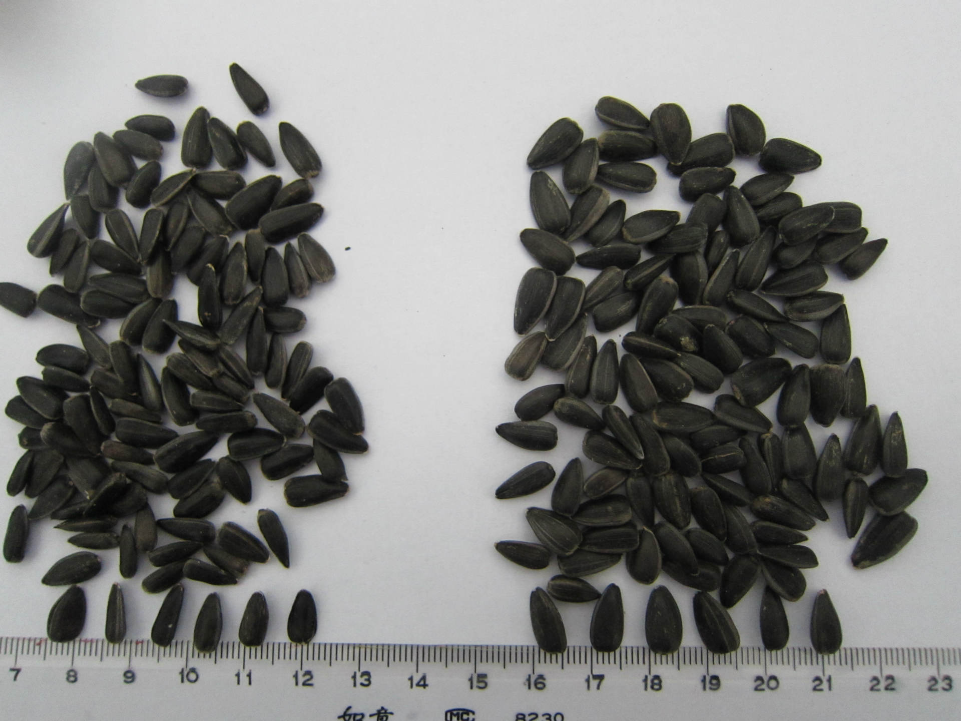 左邊榨油油葵，右邊脫殼油葵1