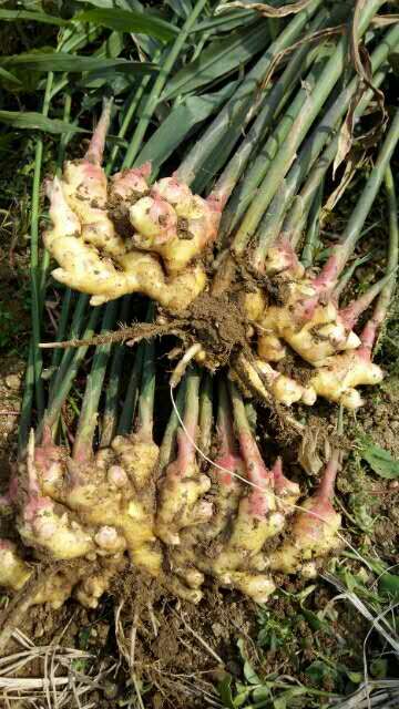 1505867947636143.jpg 生姜.jpg