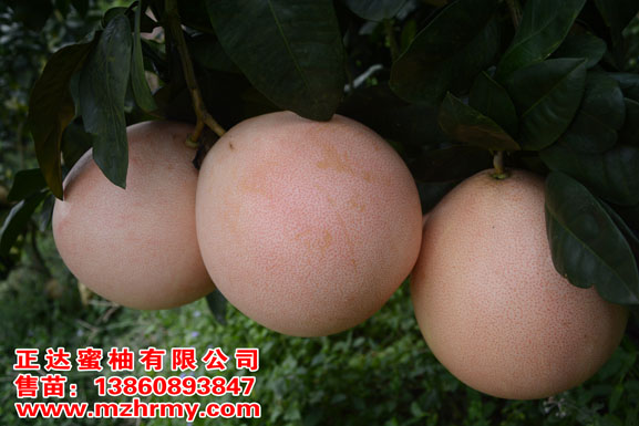 1474599327551441.jpg DSC_0122.jpg