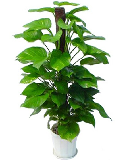 1463180049104805.jpg 大綠蘿-白瓷盆.jpg