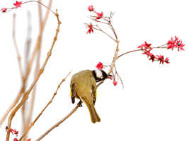 1502768126839264.jpg 1233305530.jpg