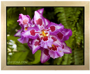 1502767936359855.gif 0_5d1f1_959e7fe8_orig.gif