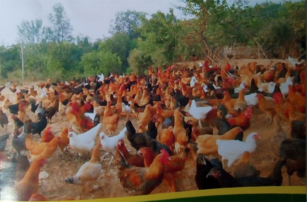 1497001657884191.jpg 31.jpg