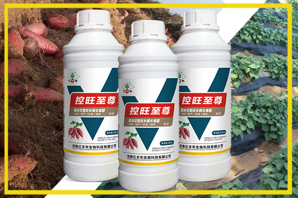 對(duì)于濟(jì)薯25.26這樣難控的品種，用控旺至尊控旺.jpg