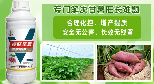 億豐年控旺至尊專(zhuān)門(mén)解決甘薯旺長(zhǎng)難題.jpg