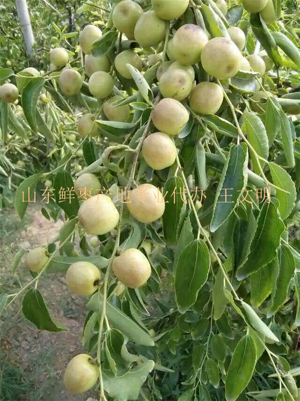 山東冬棗供應(yīng)商 (13).jpg