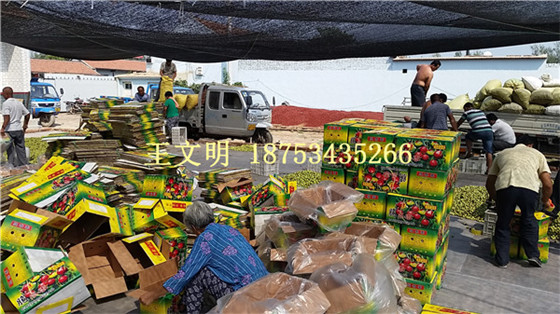 1477018041145829.jpg 山東冬棗產(chǎn)地代收 (24).jpg