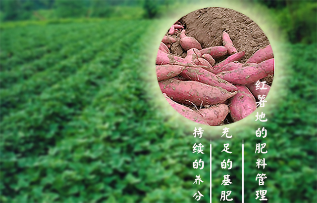 1511253838623679.jpg 紅薯肥.jpg