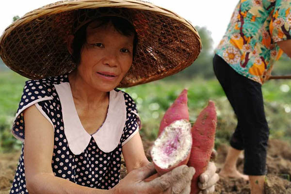 1511253858961432.jpg 薯農(nóng)展示薯塊瞬間.jpg