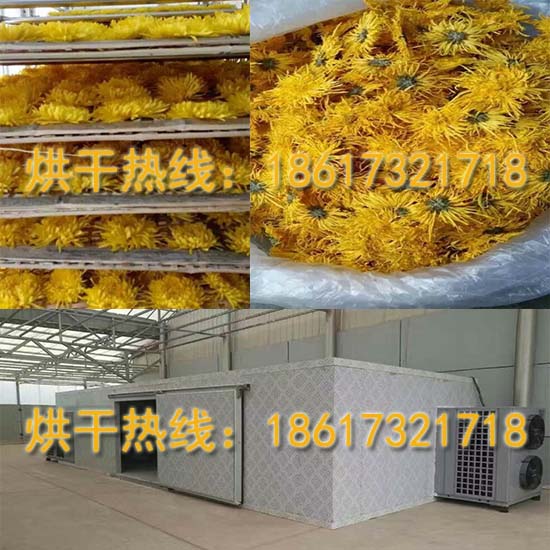 金絲皇菊烘干機(jī).jpg